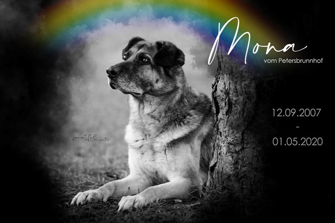 Komm Gut Über Die Regenbogenbrücke Hund